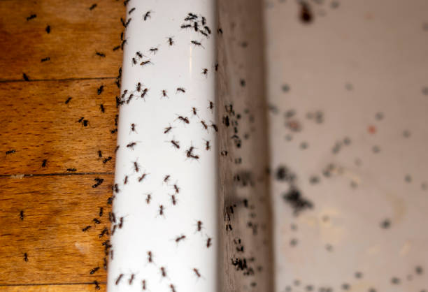 Best Local Pest Control Services  in Brownsburg, IN